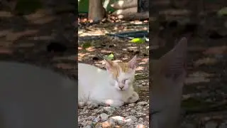 PLAYFUL CAT #cutecat #funnycats  #musica #funny #shorts #viral #cute #pets  #love #cat #shortvideos