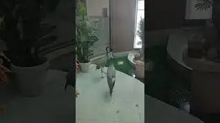 🤯AI Chatbot Creates Hilarious Animal Antics! 😂🐾 #ViralLaughs