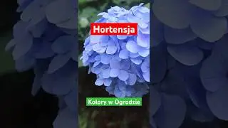 KOLORY HORTENSJI W OGRODZIE #shorts