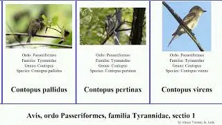 Avis, ordo Passeriformes, familia Tyrannidae, sectio 1 elaenia contopus empidonax attila anairetes