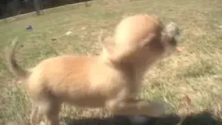 puppytest