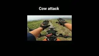 cow attack on superbike 🐄🤣| watch for end 😂 #shorts #cow #attack