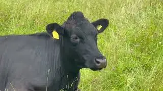 Wood pasture grazing on Exmoor and FIPL funding for sustainable farming