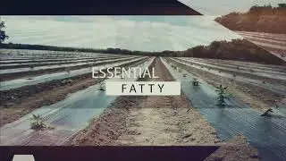 Down To Earht Hemp QUALITY PLANTS NEED QUALITY SOIL