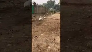 #motivation #nevergiveup #bestrong #bepositive #humble  #bekind #saveanimals #savebirds #saveplanet