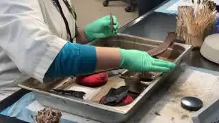 La Brea Tar Pits Lab, Fossil Cleaning @CalGeographic