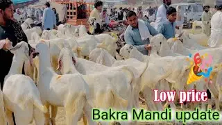 Bakar Mandi update price Eid season 2025 03368056786