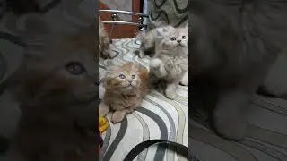 Persian cat kitten for sale in Mumbai