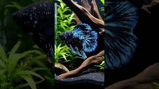 Beautiful Galaxy Super Delta Betta Calm & Regal