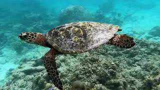 STAY MIKADO - Best remote and uncrowded surf spots in Maldives!