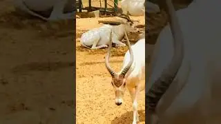 #music #habibi #song #uae #dubai #zoo #antelopes #wildlife #zooanimals #animalshorts #peace #calm