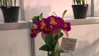 2012.10.27台南蘭花博覽會「蘭色狂想」