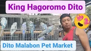Vlog328 Albino Opaline😱😱😱Creamino Opaline😱😱😱Green Dilute Pale Fallow😱😱😱Hagoromo Parakeets ⚡😱🦜🦜🦜