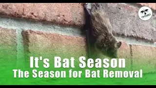 It's Bat Season - The Season for Bat Removal