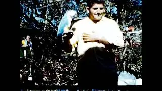 1953 Miami Bird Farm, Florida, vintage 8mm film, stock footage #502a