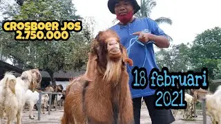 kambing crosboer super milik pak prih, 2.7jt aja