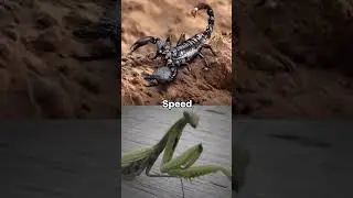 Emperor Scorpion vs Praying Mantis