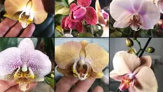 Долгожданное массовое цветение 