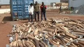 Ivory smuggling operation foiled in Togo