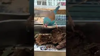 Blue Capped Waxbill Finch Uraeginthus cyanocephalus eating termites
