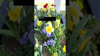 Thanks for teaching me mom. ❤️ #gardeninglovers #flower #springplants 📕link in comments