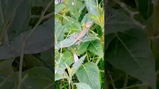 nature visit || 🦎 #garden #park #природа  #путешествие