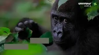 Will You Help Save Our Forests!