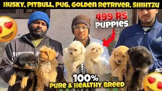 Cheapest Dogs Market In Delhi | German Shepherd, Husky, Shihtzu, Cats | Dogs in 699₹ | Sky Pet Shop