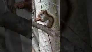 Connecticut Red Squirrel, common but seen less often then the Grey Squirrel.