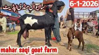 Sahiwal Bakra Mandi Ki Update | Sony Wali Beetal Bakryan | Beetal Goat With Cute Baby
