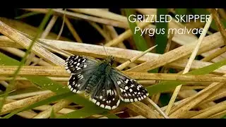 The Grizzled Skipper butterfly