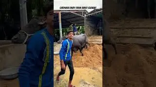 Girdhara dairy farm Surat Gujarat