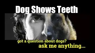 What if My Dog Shows His Teeth To Me -  ask me anything - Dog Training