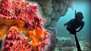King Crab Dreaming - PNW Adventures | Vancouver Island, BC