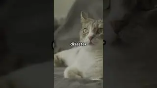 Can Animals Sense Disasters?