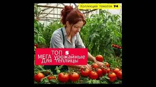 ТОП 5 САМЫЕ УРОЖАЙНЫЕ ТОМАТЫ ДЛЯ ТЕПЛИЦ