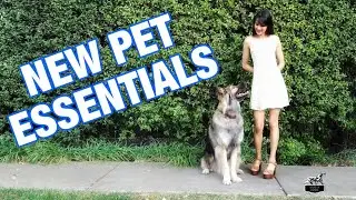 Pet Basics - Essentials To Make Sure Your Pet is Happy and Thriving (2020)