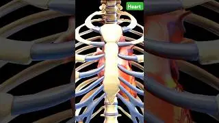 location of Heart 🫀#shorts #heart #anatomy