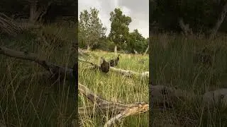 Calling to Utah Merriam's Hens Right at My Truck - #utah #merriams #hens #calling #birds #outdoors