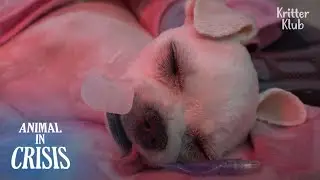 Собака сначала была брошена и попала в бой ... Что может быть хуже? | Животное в кризисе EP198