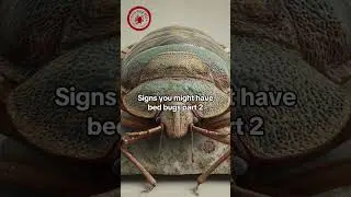 Signs You Might Have Bed Bugs Spot the Droppings!&rdquo; #BedBugDroppings #SignsOfBedBugs #NYCExterminator