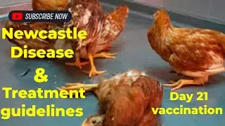 Top 5 tips for Newcastle disease management in your flock🐓