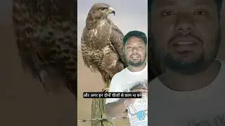 Honey Buzzard: The Most Unusual Bird#shorts #animals #birdfacts