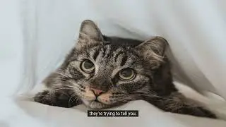 Answering the Mystery: Why Do Cats Meow at Us?