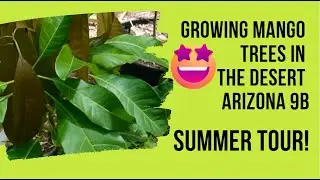 High Density Mango Plants in the Desert (Arizona 9B) Tour / Update