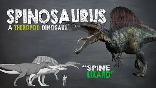 Spinosaurus Facts! A Dinosaur Facts video about Spinosaurus, the largest known carnivorous dinosaur