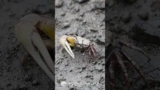 '흰발농게' 본적있어? Ever seen Incheon's flagship species, the Milky Fiddler Crab?