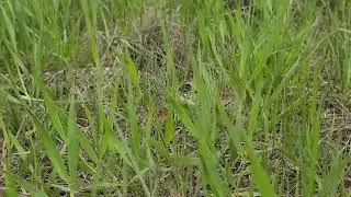 Bull Snake Attack