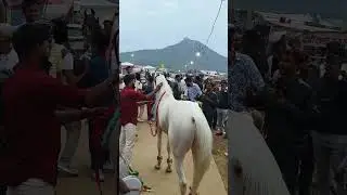 🐎horse dance Pushkar fair 2025 #horse #ytshorts #status #puskar #rajasthan