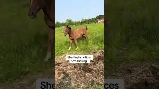 Glad no one overreacted 😳 #foal #funny #babyanimals #funnyanimals #farmlife #equestrian #babyhorse